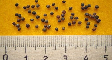 Jak správně zasadit zelí na otevřeném prostranství